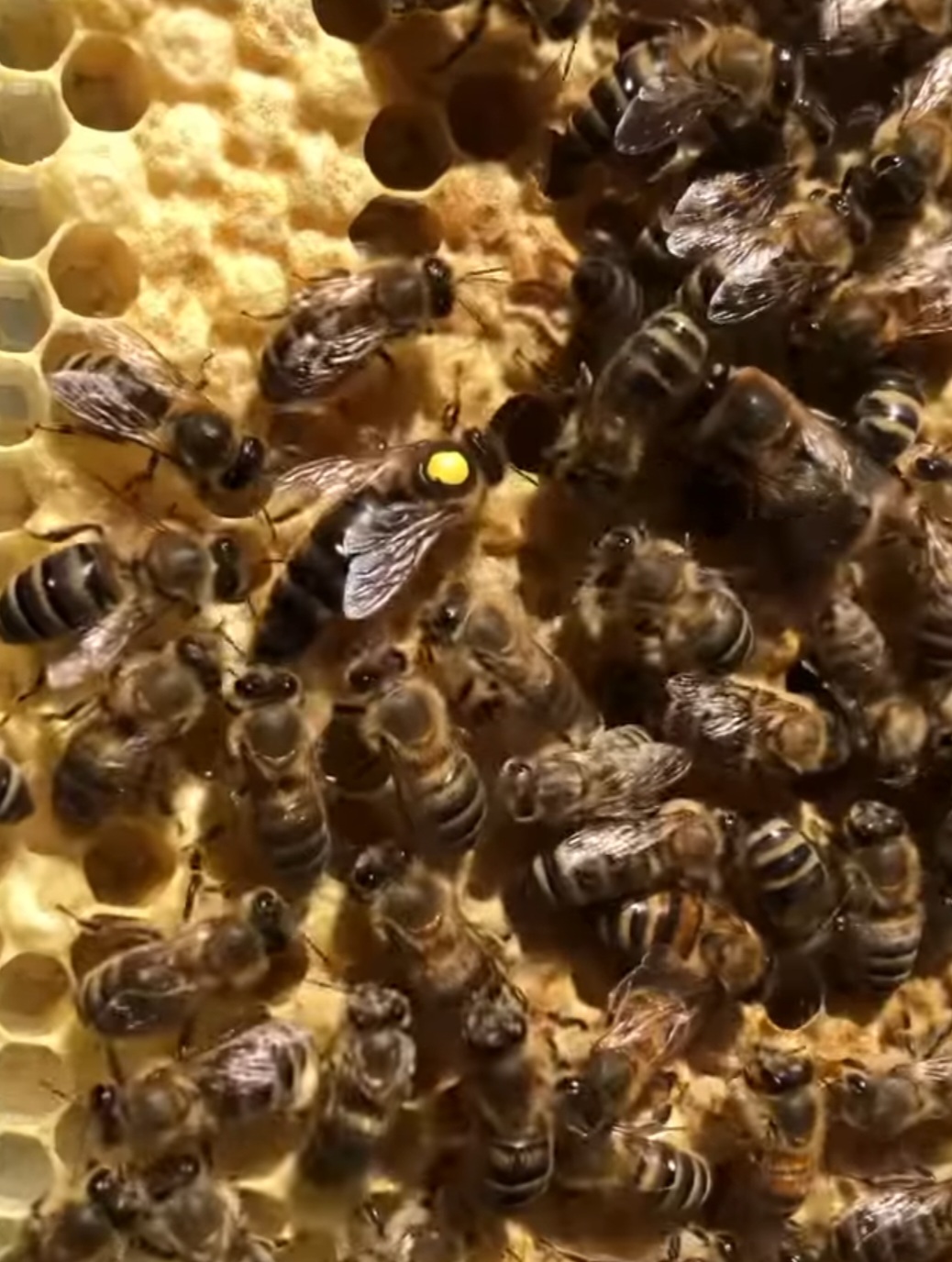 کلونی3قاب با ملکه کارنیکا پیوند شده از  سری A