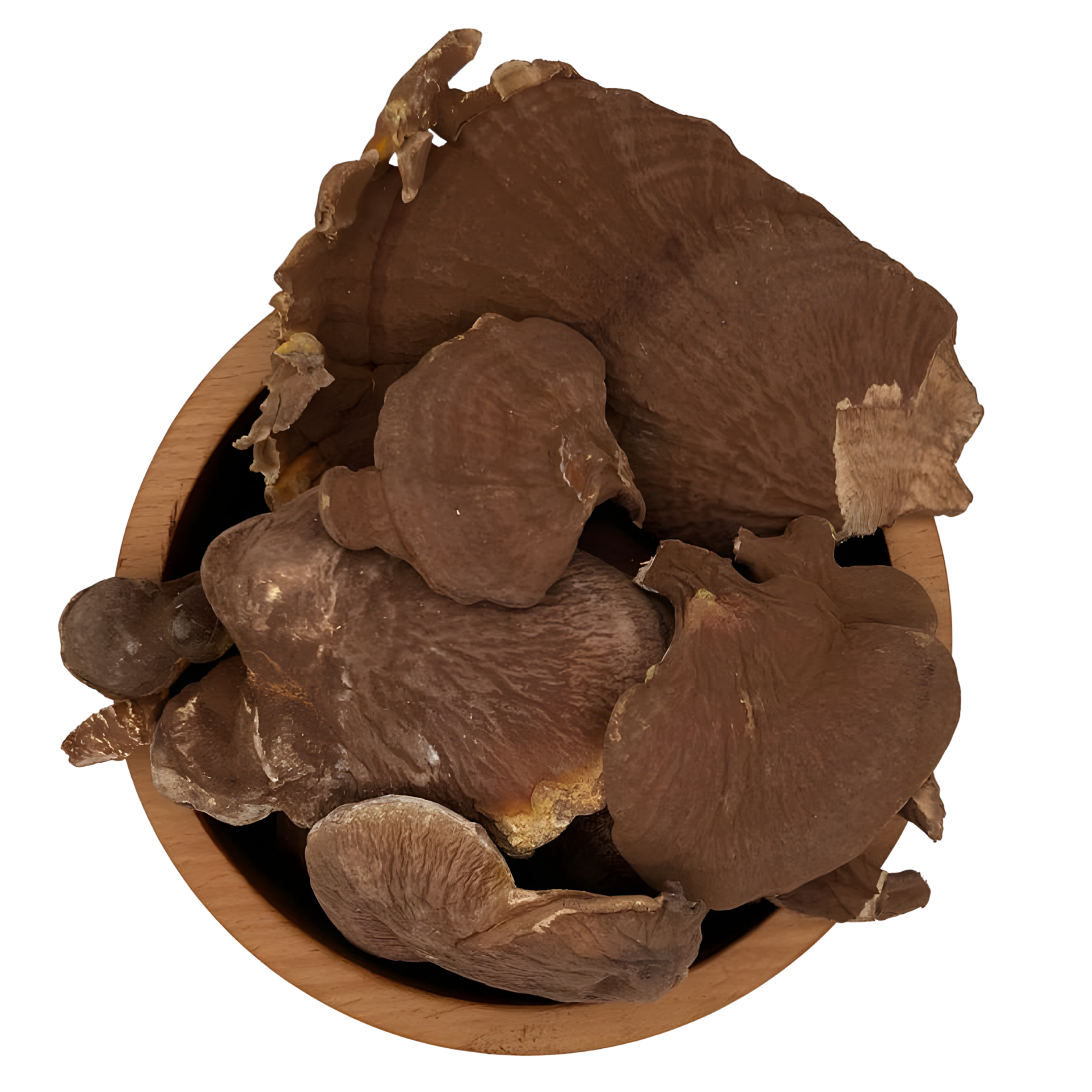 قارچ گانودرما