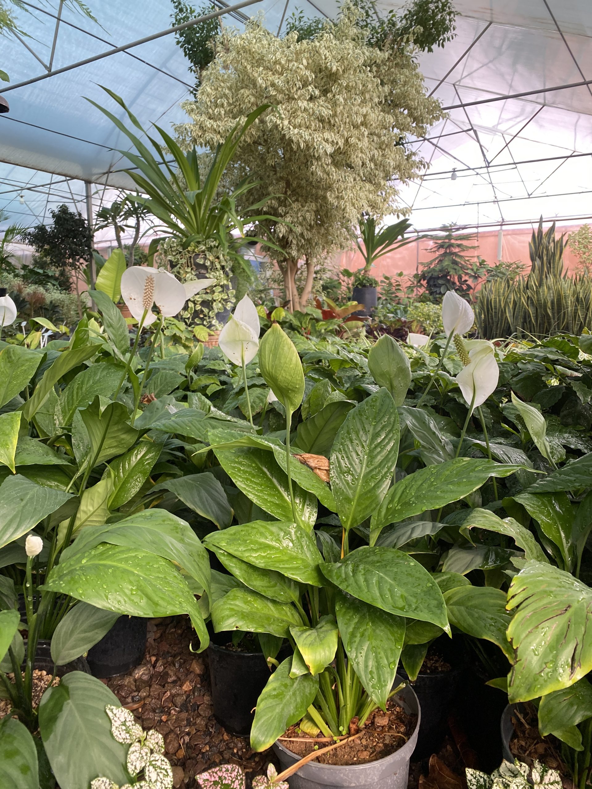 توضیحات تصویر