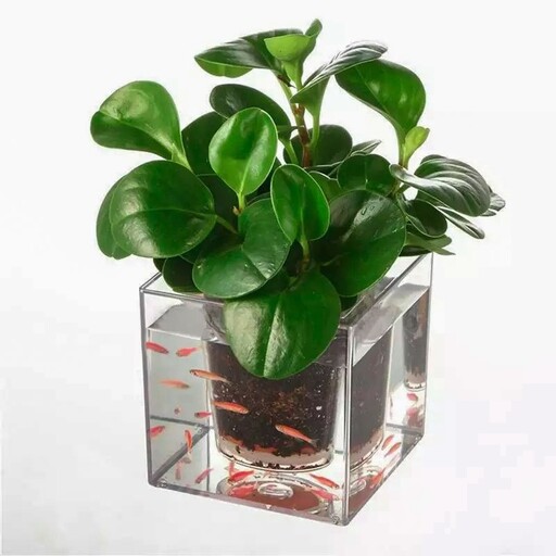 گلدان آکواریومی زیبا و کاربردی  هزینه ارسال بصورت پس کرایه و بعهده مشتری می باشد