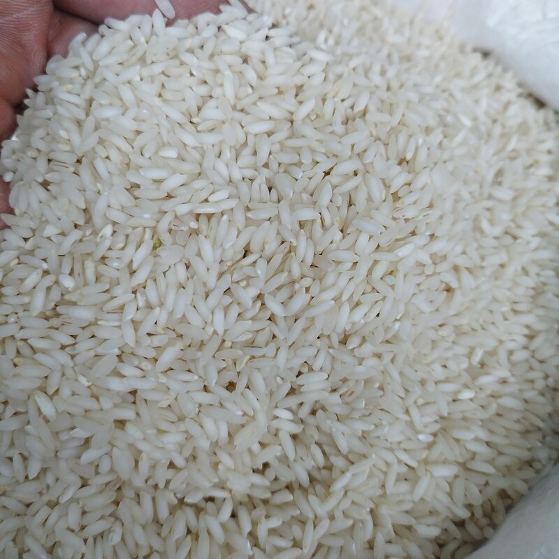 برنج عنبربو شوشتر