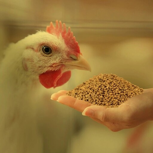مکمل غذایی صد ر صد گیاهی پرندگان 