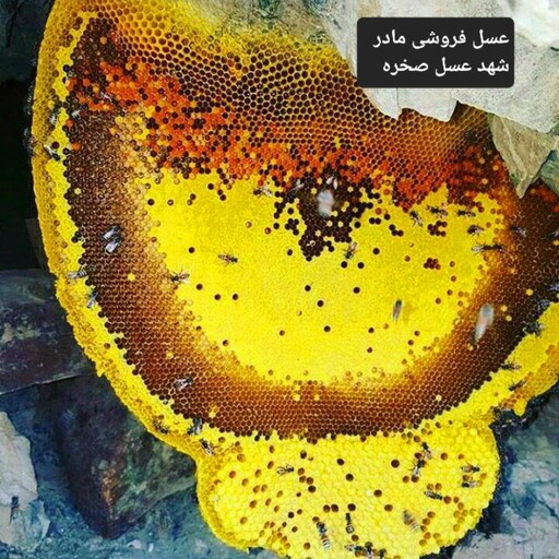 عسل وحشی صخره شهد(عسل فروشی مادر)