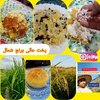 محصولات کشاورزی برنج شمال