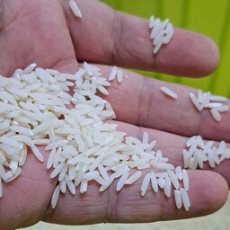 برنج  طارم محلی کشت شالیزار های  گیلان ، عطر و طعم عالی ، خوشپخت و خوش خوراک،کشت امساله  بسته بندی 10 کیلویی