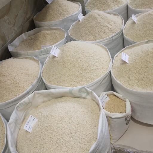 500  کیلو  برنج هاشمی دم سیاه استخوانی