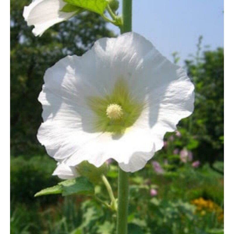 گل ختمی سفید مفید برای معده و بهبود امراض پوستی 50 گرمی