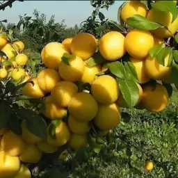 نهال آلو زرد قطره طلا پیوندی اصلاح شده مقاوم به آفات سرما وکم آبی باردهی ازسال اول