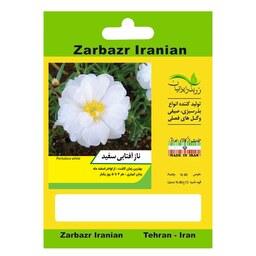 بذر گل ناز آفتابی سفید زربذر ایرانیان کد ZBP-112
