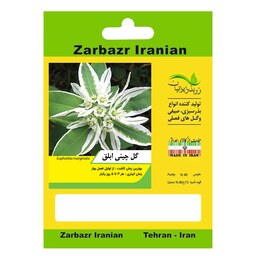 بذر گل چینی ابلق زربذر ایرانیان کد ZBP-100