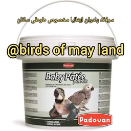 سرلاک پرنده پادوان ایتالیا 50گرمیbaby patee parrots