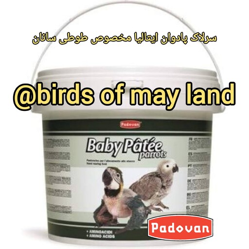 سرلاک پرنده پادوان ایتالیا 50گرمیbaby patee parrots