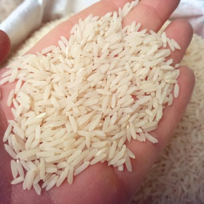 برنج طارم شیرودی فریدونکنار  (10 کیلویی) از  شالیزهای شمال فریدونکنار برنج خوشپخت فریدونکنار 