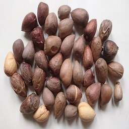 بذر درخت آووکادو (38 عدد) (قیمت حراجی) (قیمت هر عدد در سایت ها 150 هزار تومان)