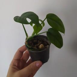 گیاه آپارتمانی رافیدو  در حل رشد رونده آویز دارگلدان گل 
