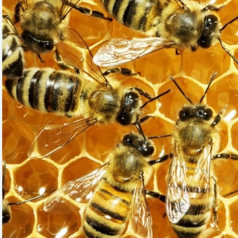 فروش زنبور عسل 