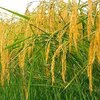 تولید برنج ولیعصر