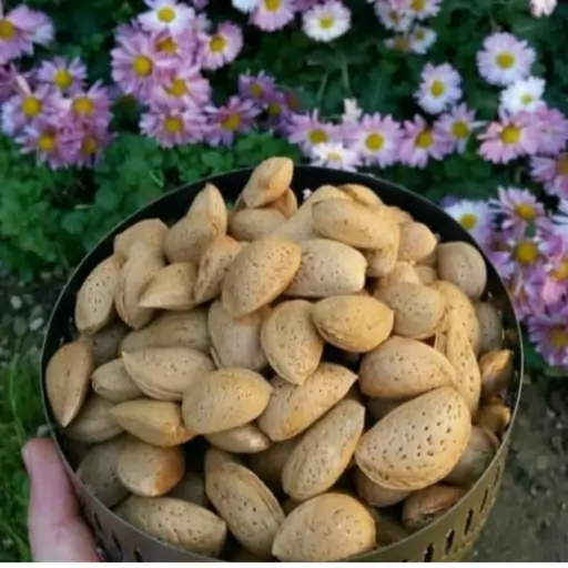 بادام سنگی تجاری صادراتی (800گرمی) تازه امسالی بدون یک دانه بادام تلخه  