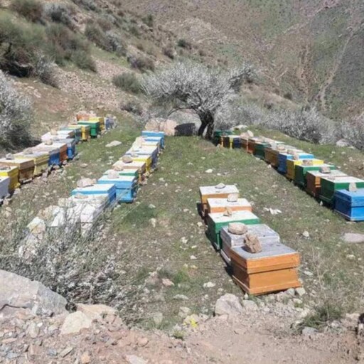 عسل طبیعی کوه شاهو بدون شکر و افزودنی (نیم کیلو)