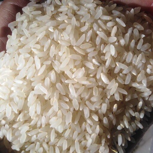 برنج  معطر کامفیروزی  کشت امسال 10 کیلویی