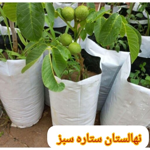 نهال گردو خوشه ای گلدانی (پس کرایه)