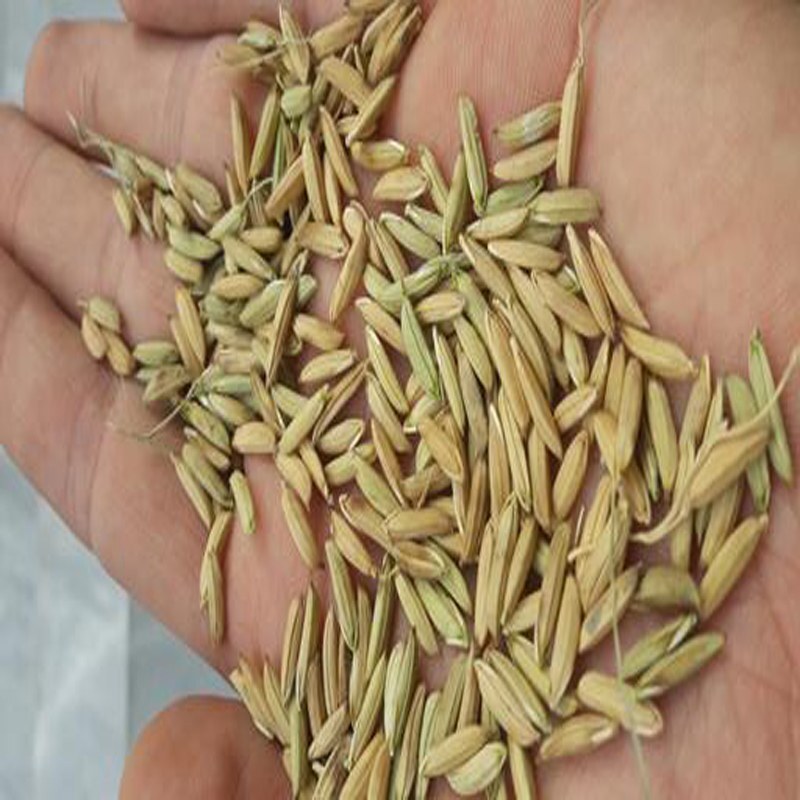 شلتوک برنج چمپا از شالیزارهای زاگرس بسته 3 کیلوگرمی