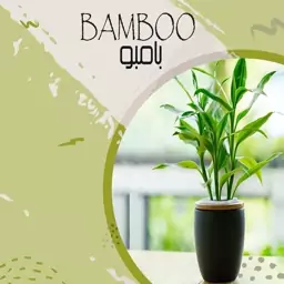 ویزیت گیاه بامبو bambo