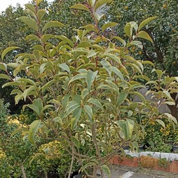 درختچه زینتی لگستروم یا لگسترون ابلق ،قد 170،سه ساله بسیار با کیفیت و سرحال ارسال از طریق تیپاکس پس کرایه 