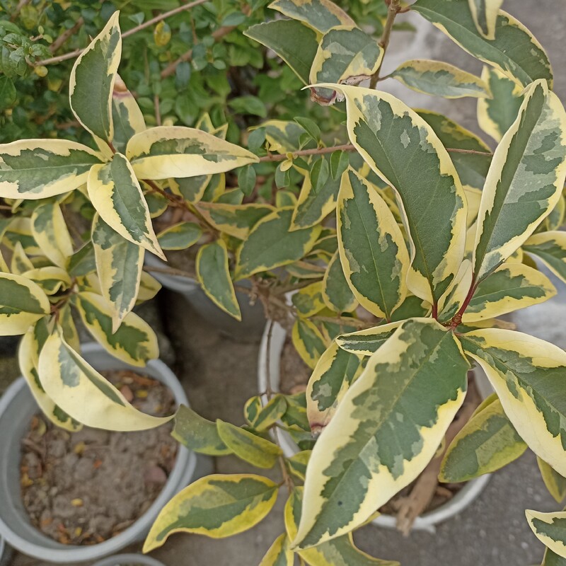 درختچه زینتی لگستروم یا لگسترون ابلق ،قد 170،سه ساله بسیار با کیفیت و سرحال ارسال از طریق تیپاکس پس کرایه 