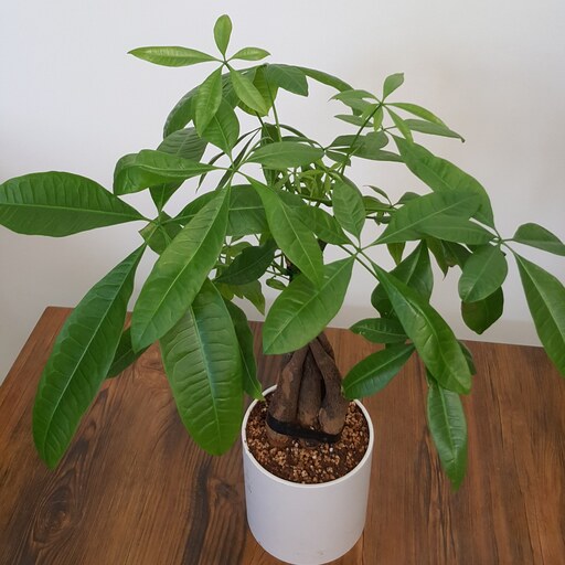 گیاه طبیعی بونسای پاچیرا بافت 5شاخه گلدان سرامیکی ارتفاع 50 سانت