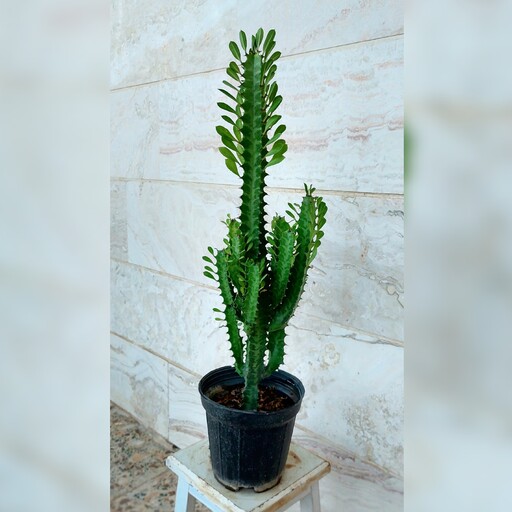 گیاه طبیعی کاکتوس افوربیا سبز  سایز کوچک لوکس و مدرن 
