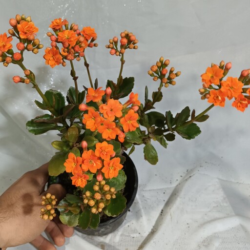 گل قاشقی نارنجی گلدان 12 ارتفاع 40 سانت به صورت پس کرایه
