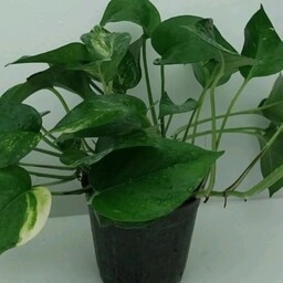 پتوس ابلق یا سبز برگ پهن گلدان 6 ریشه پر ب صورت پس کرایه