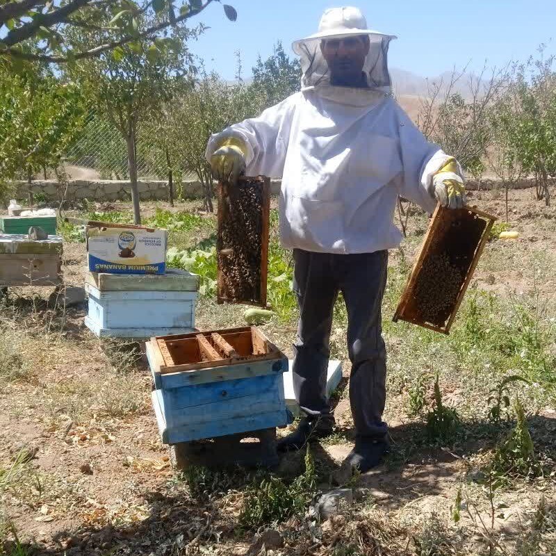 عسل طبیعی بصورت تغذیه ای در دبه های ده کیلویی