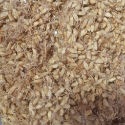 پودر جوانه گندم تمیز و بهداشتی ، خرید مستقیم از تولید کننده (بسته500 گرمی)