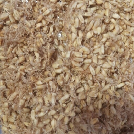 پودر جوانه گندم تمیز و بهداشتی ، تولید توسط فروشنده (بسته 500 گرمی)