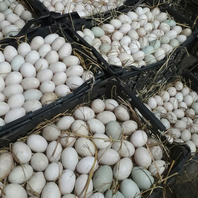 تخم اردک تازه (20 عدد)