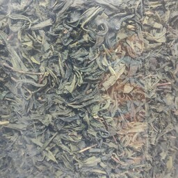 چای سبز ارگانیک لاهیجان