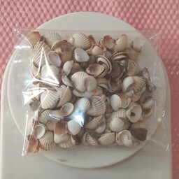 صدف دریایی اصل کوچیک و بزرگ بسته 100 گرمی