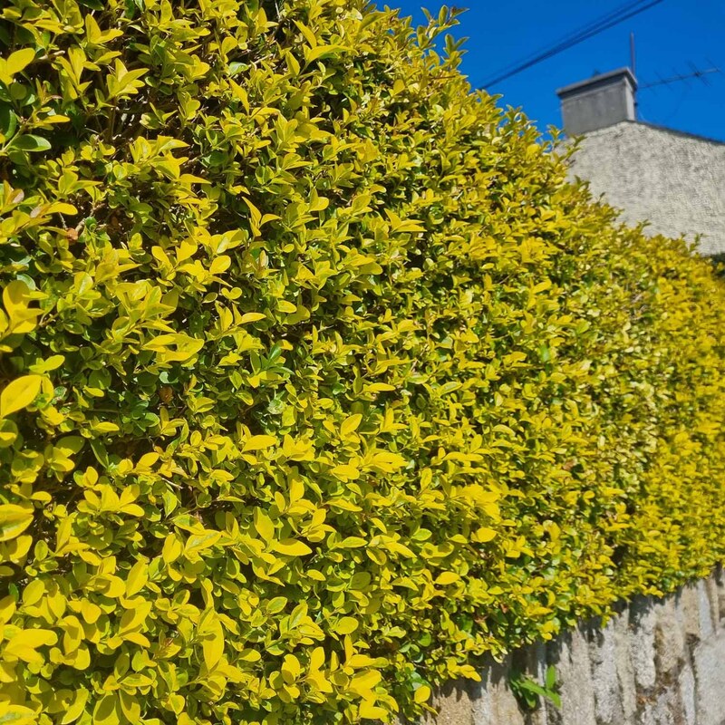 بذر درختچه همیشه سبز لیگستروم سبز و طلایی یا ابلق - Golden Privet Hedge
