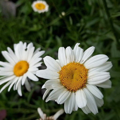 گل مارگریت گلدانی پیازی بسیار زیبا سفید رنگ گلهایربزرگ و زیبا 