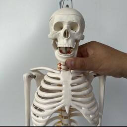 مولاژ ،اسکلت آناتومی انسان ،نصف قد طبیعی 85 سانتی متر