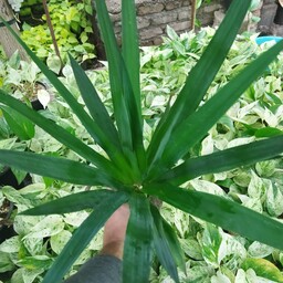 گیاه یوکا سرقلمه ریشه پر و زیبا ارسال به صورت پس کرایه از طریق باربری یا تیپاکس 