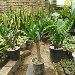 گیاه یوکا تنه دار ریشه پر و تنه قوی ارسال از طریق باربری یا تیپاکس 