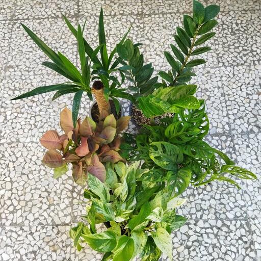 گل و گیاه آپارتمانی پک 5تایی از زامیفولیا سبز ، یوکا تنه دار، سینگونیوم صورتی ، پتوس مرمری ، پتوس حصیری به صورت پس کرایه
