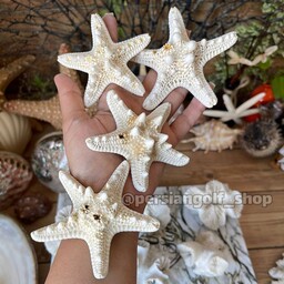 ستاره دریایی تایلندی سفید قیمت مناسب و درجه 2(قیمت برای یک عدد میباشد)