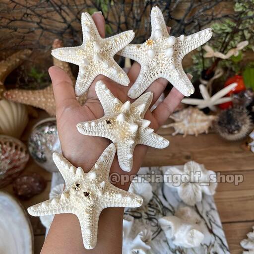 ستاره دریایی تایلندی سفید قیمت مناسب و درجه 2