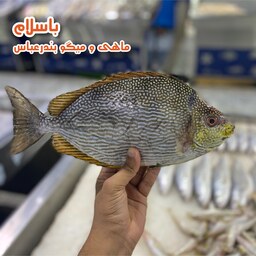 ماهی صافی اصل تازه و صید روز بندرعباس ( 1 کیلوگرم)