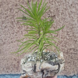 ساکولنت سنسیو هیمالیا در گلدان طرح سنگ