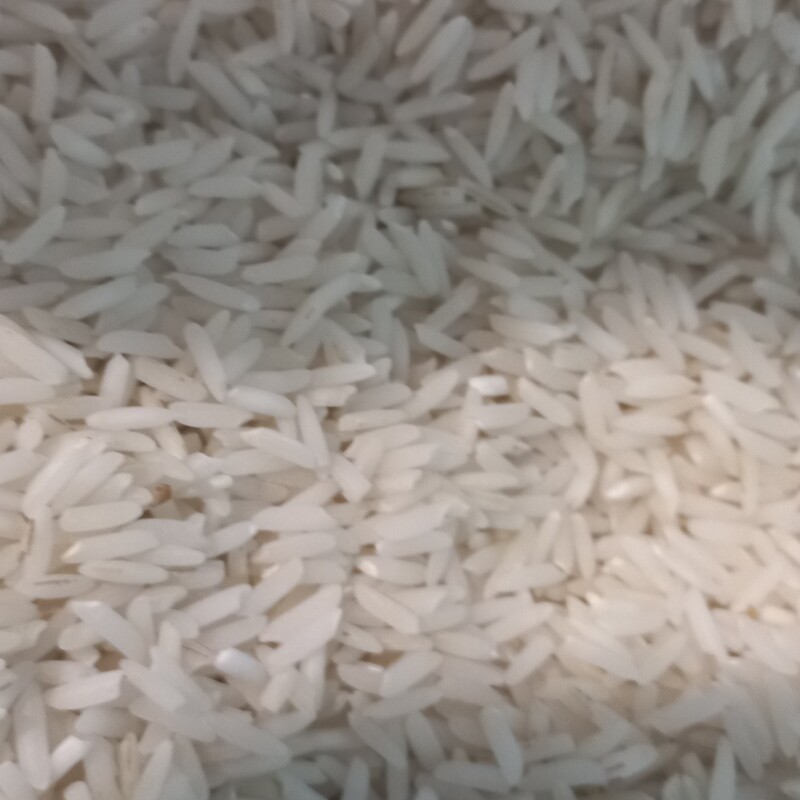 برنج طارم هاشمی  گیلان 